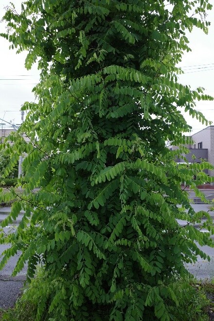 新木からの樹づくり Emergency Video] 