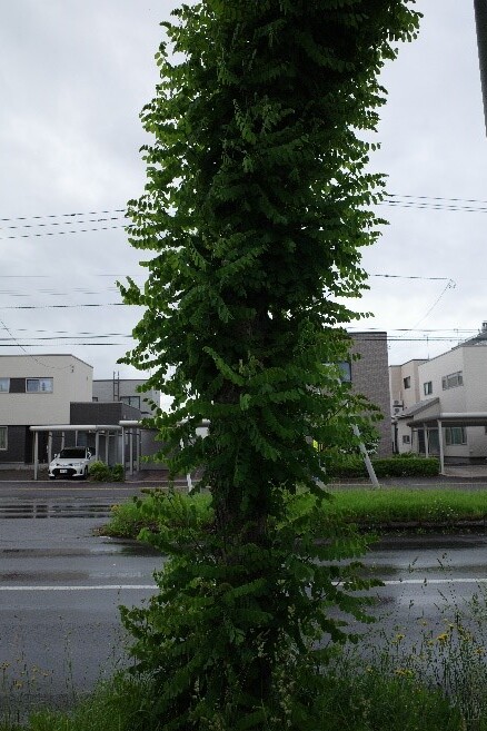 寒がりの樹木たち | 株式会社旭川公園管理センター