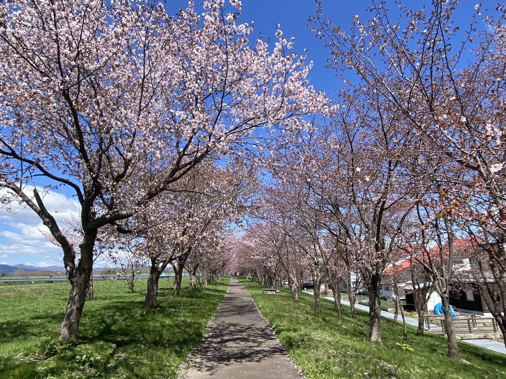両神橋右岸桜づつみ